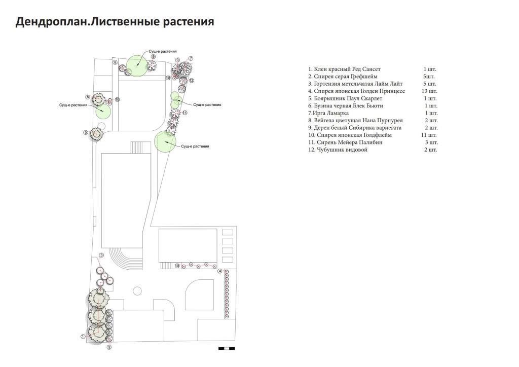 6. Дендроплан. Лиственные растения